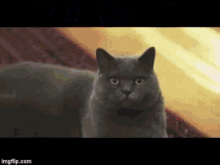 Alex Ward Alex Ward Angry Cat GIF - Alex Ward Alex Ward Angry Cat Cat Of Judgement GIFs