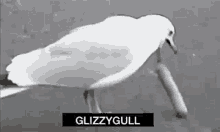 glizzy seagull ninja