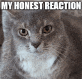 a gray and white cat with the words my honest reaction above it