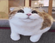 Silly Cat GIF - Silly Cat Explosion GIFs