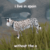 Snow Leopard Spin GIF - Snow Leopard Spin Spain GIFs
