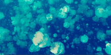 Jellyfish Sea GIF - Jellyfish Sea Ocean GIFs
