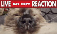 Live Reaction GIF - Live Reaction Rat GIFs