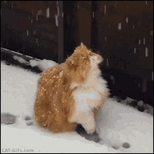 Persian Cat GIF - Persian Cat Snow GIFs