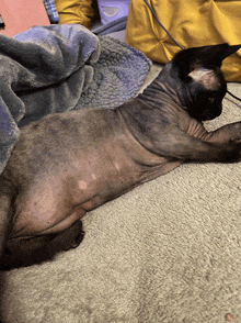a hairless cat is laying on a blanket on a couch