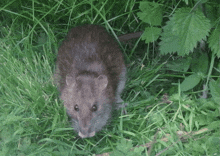 Rat Brown Rat GIF - Rat Brown Rat GIFs