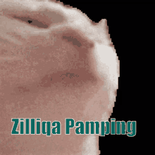 Zilliqa Zil GIF - Zilliqa Zil Cat GIFs