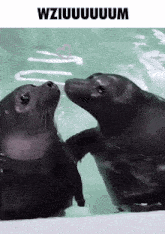 two seals are kissing each other in the water with the words wziiuuuuuuum above them