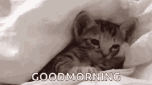 Good Morning Kitten GIF - Good Morning Kitten Sleep Tight GIFs