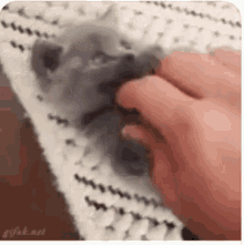 Kitten Fluffy GIF - Kitten Fluffy Play GIFs