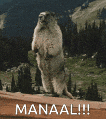 a ground squirrel standing on its hind legs with the word manaal written below it