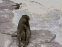 Macaco Macaque GIF - Macaco Macaque Monkey GIFs
