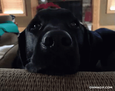 Dog Lab GIF - Dog Lab Surprised - Discover & Share GIFs