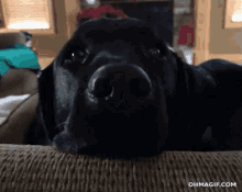 Dog Lab GIF - Dog Lab Surprised GIFs