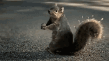 Squirrelscream GIF - Squirrelscream GIFs