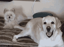Angry Puppy GIF - Angry Puppy Dog GIFs