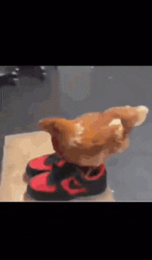 курица Chiken GIF - курица Chiken илья гоппен GIFs