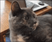 Cat Tongs GIF - Cat Tongs Kitten GIFs