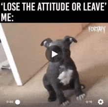 Dog Attitude GIF - Dog Attitude Turn GIFs