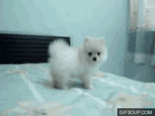 puppy fluffy