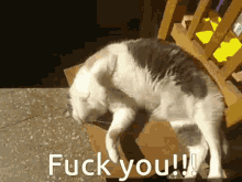Fuck You Fuck You Cat GIF - Fuck You Fuck You Cat Dai Cat GIFs