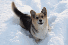Glitchy Snow Dog GIF