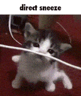 a kitten is playing with a wire and says direct sneeze on the bottom