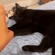 Black Cat Cat GIF - Black Cat Cat Catto GIFs