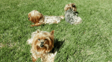 Yorkies Sunbathing GIF - Yorkies Sunbathing Critter Watch GIFs