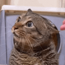 Cat Touch Pfp GIF - Cat Touch Pfp GIFs