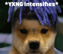 Yxng Intensifies Yxngdoge GIF - Yxng Intensifies Yxngdoge Tylermilgate GIFs