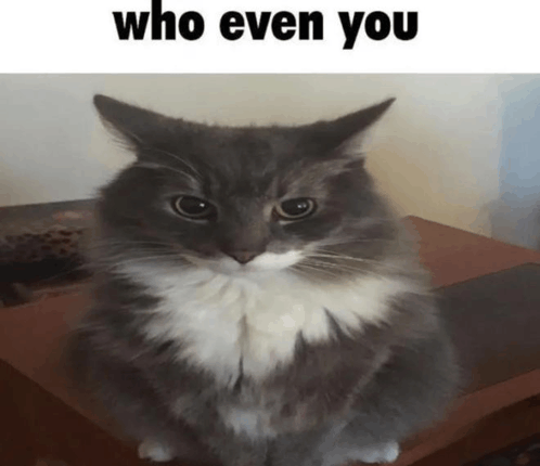 Cat Who Even You Who You GIF - Cat who even you Cat Who you - Discover ...