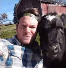 Cow The Pet Collective GIF - Cow The Pet Collective Chewing GIFs