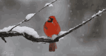 Winter Cardinal GIF
