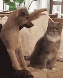 Dog Petting Cat Pet GIF - Dog Petting Cat Pet Petting GIFs