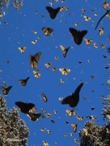 Buttefly Images GIF - Buttefly Images GIFs
