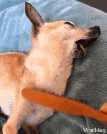 Brushing Petting GIF - Brushing Petting Sleeping GIFs