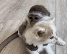 Monkey Kitten GIF - Monkey Kitten Kitty GIFs