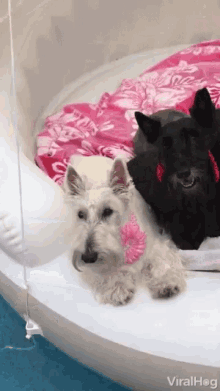 Puppies Siblings GIF - Puppies Siblings Fabulous GIFs