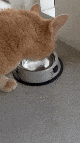 a cat drinks water from a bowl with a cat face on it