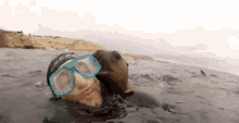 Sea Lion GIF - Seal Bite Diver GIFs