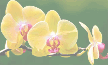 Vanda Plaque Orchid Bench GIF - Vanda Plaque Orchid Bench Orchid Baskets GIFs