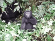 gorilla baby cute