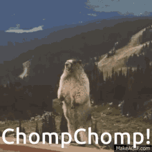 Chomp Chompchomp GIF - Chomp Chompchomp Yell Chomp GIFs