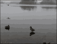Duck Landing GIF - Duck Landing Fly GIFs