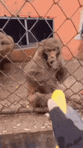 a person is feeding a monkey behind a chain link fence with a yellow object .