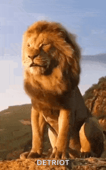 Lion King Lion GIF