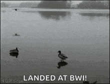 Duck Landing GIF - Duck Landing GIFs