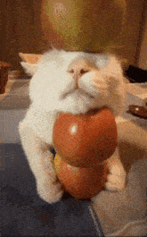 Greed Apple Cat GIF - Greed Apple Cat Cat GIFs