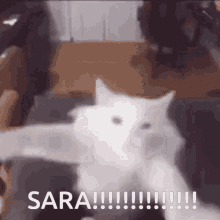 Sara Kiwi Discord GIF - Sara Kiwi Discord Cat GIFs